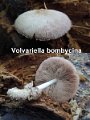 Volvariella bombycina-amf1933